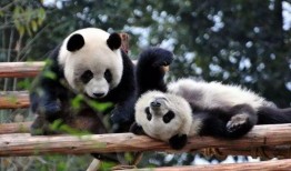 娱乐吃瓜酱大熊猫,揭秘大熊猫的趣味生活